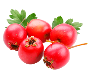Resveratrol